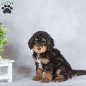 Shadow, Miniature Poodle Puppy
